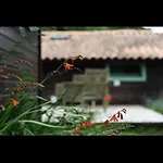Les Grands Bois Et 別荘